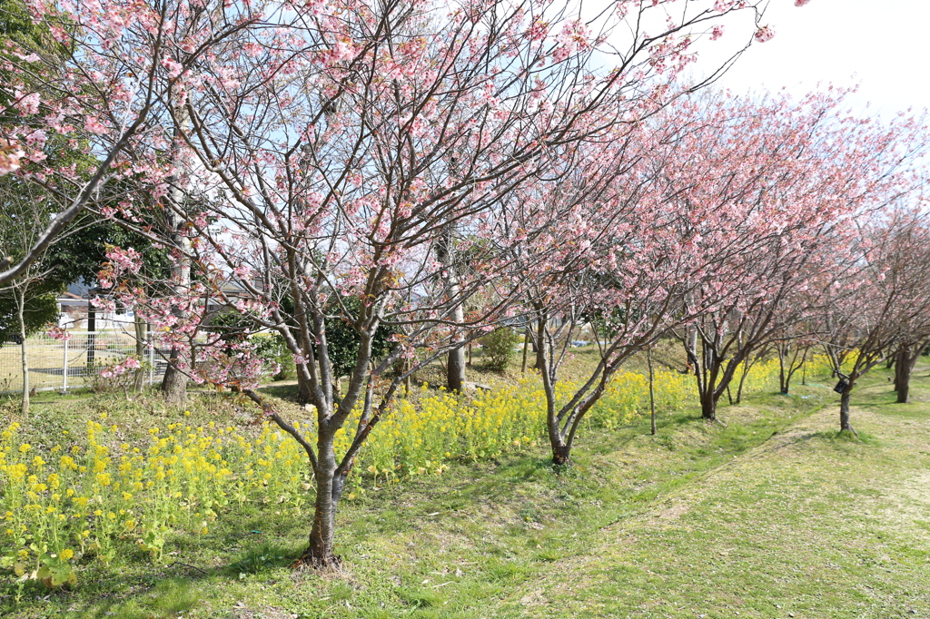 初御代桜　一里山公園にて