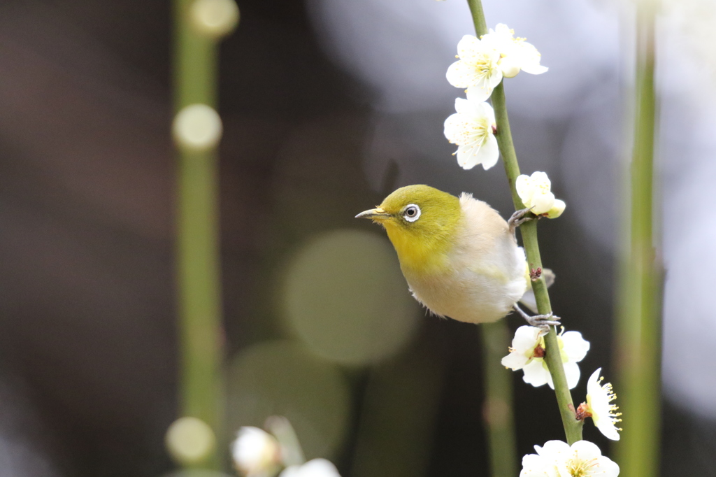 メジロ　石山寺にて