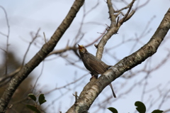 ヒヨドリ　石山寺にて