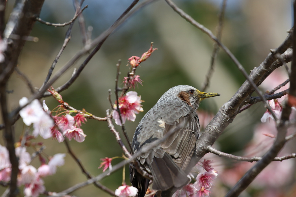 ヒヨドリと初御代桜　一里山公園にて