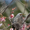 ヒヨドリと初御代桜　一里山公園にて