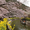 桜　山科疎水にて