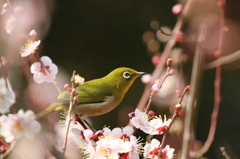 メジロ　石山寺にて