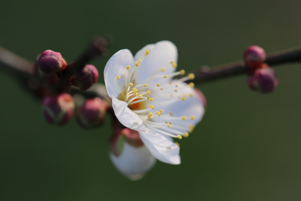 梅の花　庭先にて