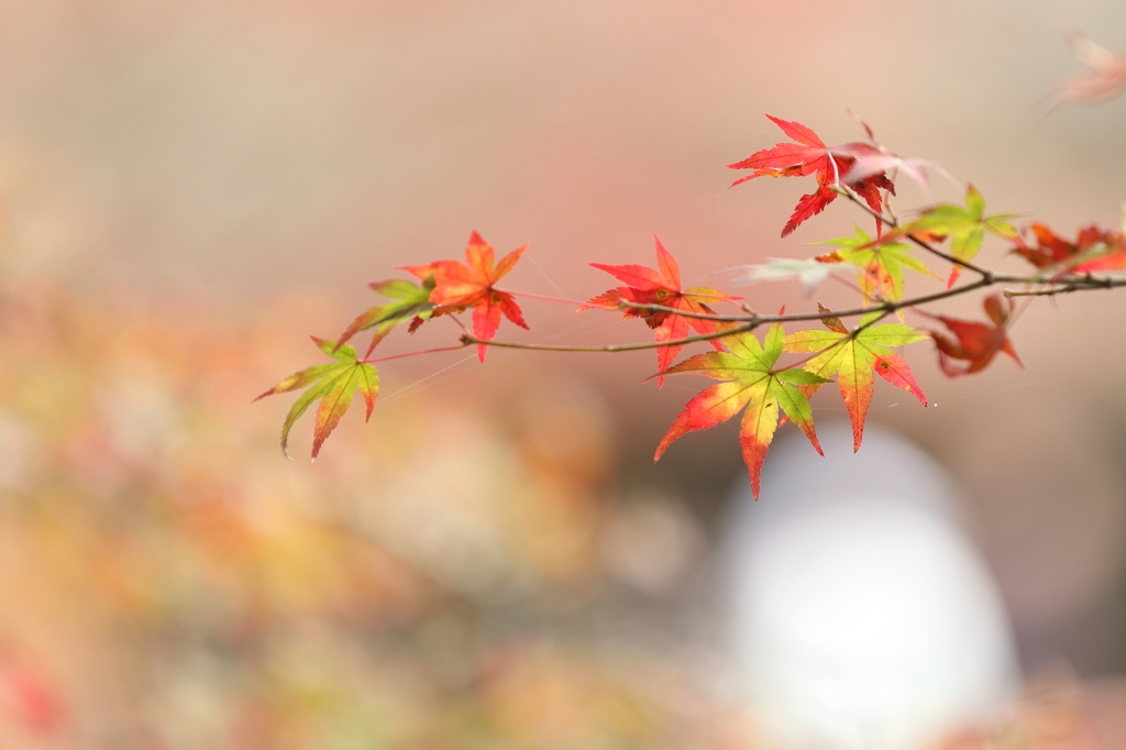 紅葉　毘沙門堂にて