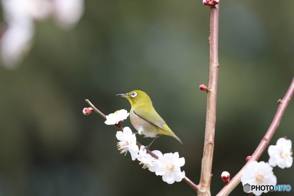 メジロ　京都府立植物園にて