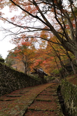 紅葉　湖東三山にて　百済寺