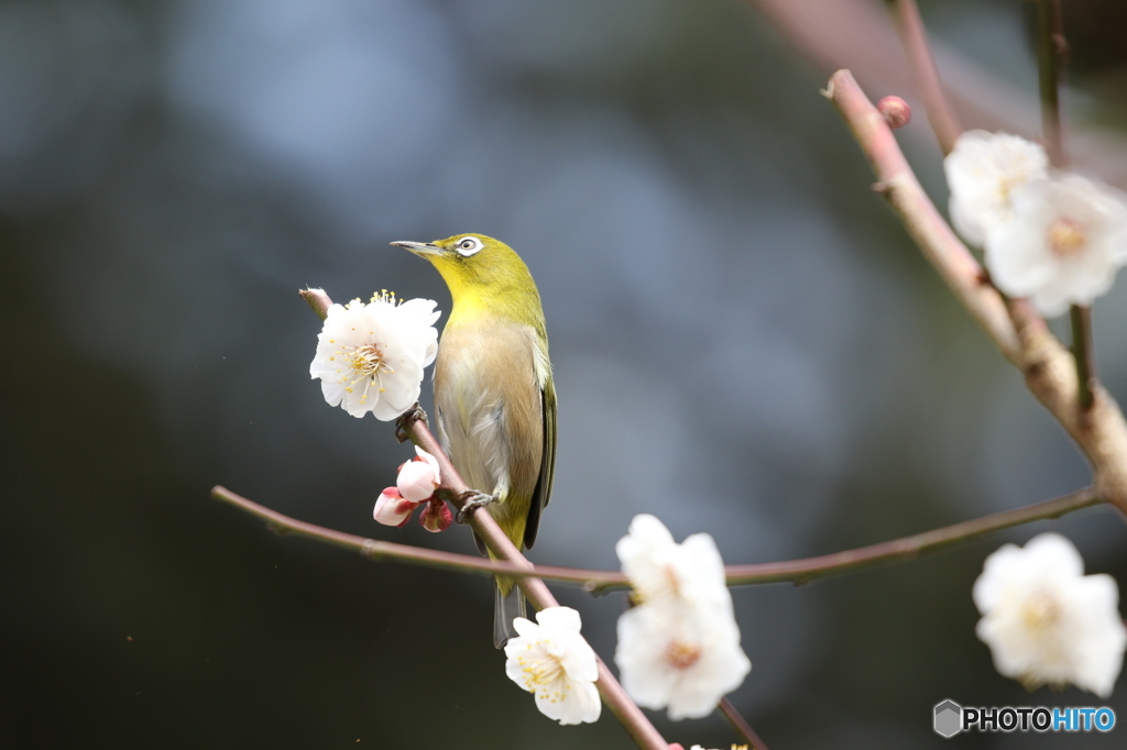 メジロ　京都府立植物園にて