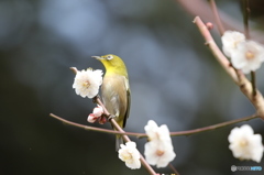 メジロ　京都府立植物園にて