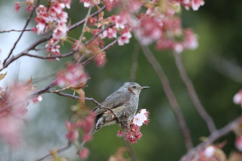 ヒヨドリと初御代桜　一里山公園にて