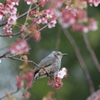 ヒヨドリと初御代桜　一里山公園にて