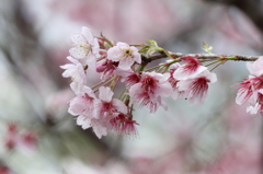 初御代桜　皇子が丘公園にて