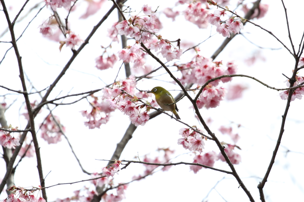 メジロと初御代桜　皇子が丘公園にて