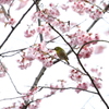 メジロと初御代桜　皇子が丘公園にて