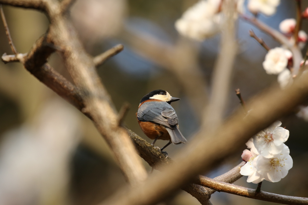 ヤマガラ　京都府立植物園にて