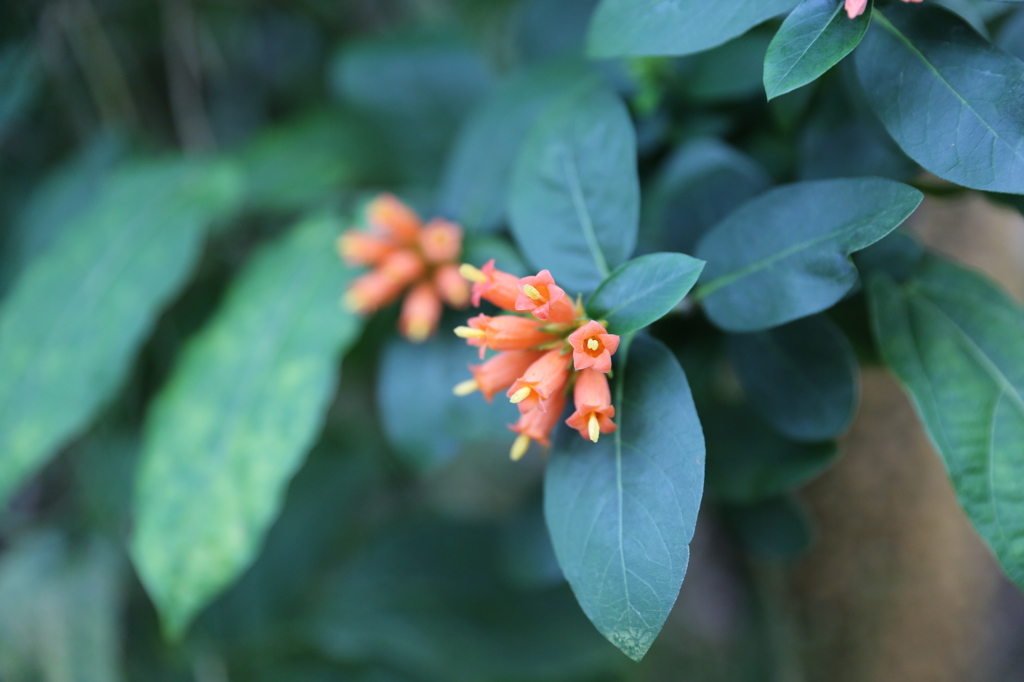 京都府立植物園にて