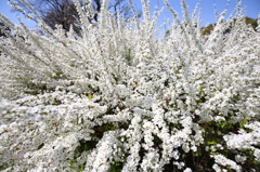 雪柳　長居植物園にて