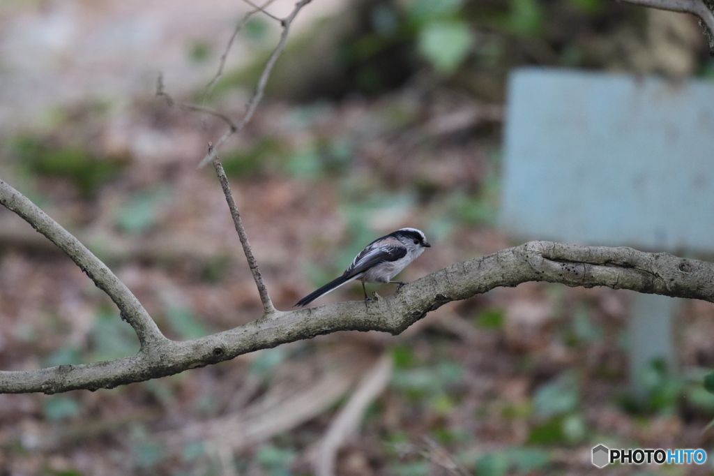 エナガ　京都府立植物園にて