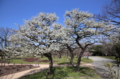 スモモ　長居植物園にて