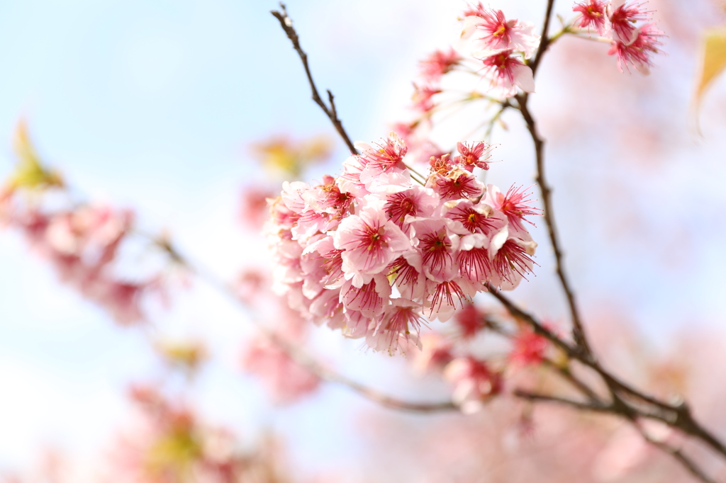 初御代桜　一里山公園にて