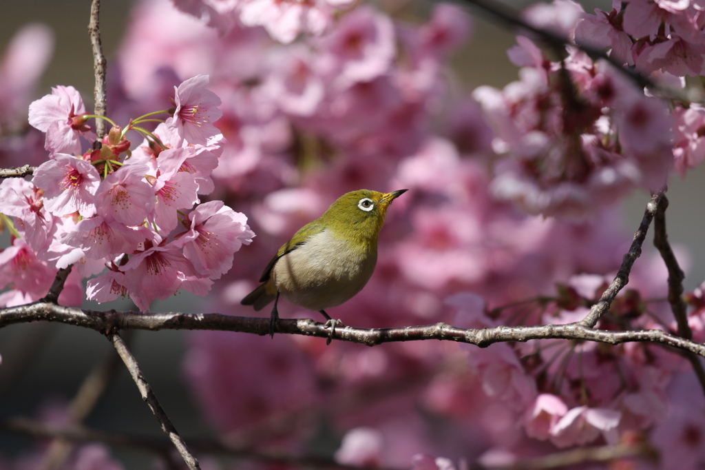 メジロと桜　長居公園にて