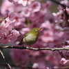 メジロと桜　長居公園にて