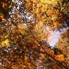 紅葉　湖東三山にて　西明寺