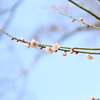 梅　石山寺にて