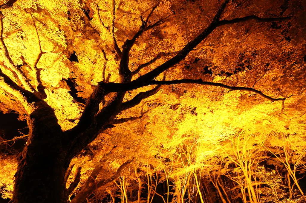 紅葉　石山寺にて