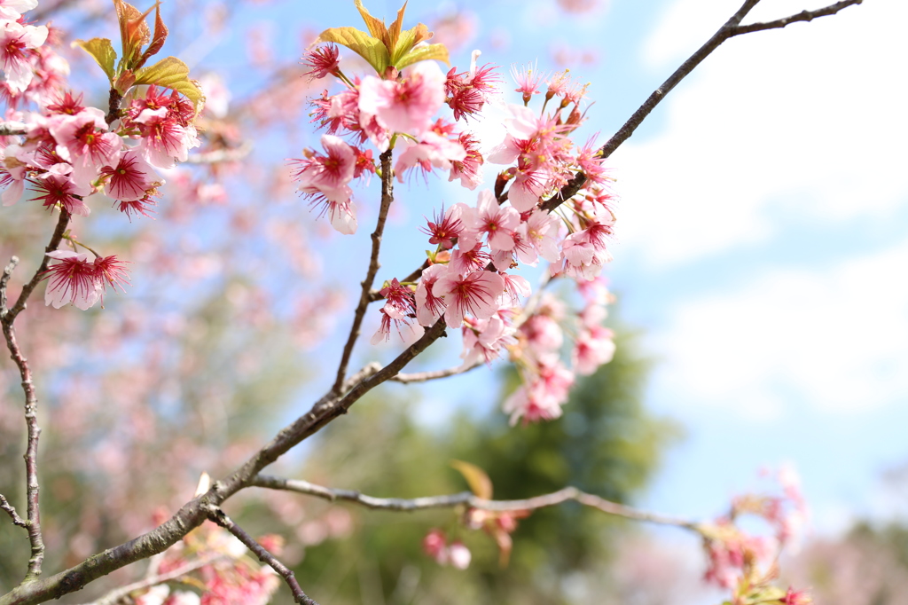 初御代桜　一里山公園にて