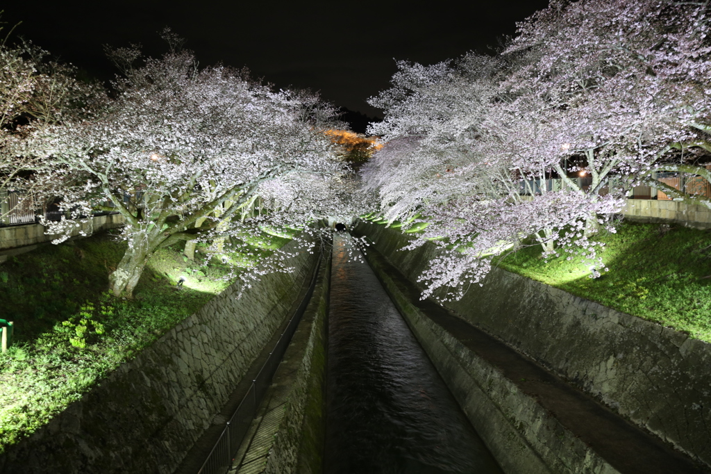 桜　琵琶湖疎水にて