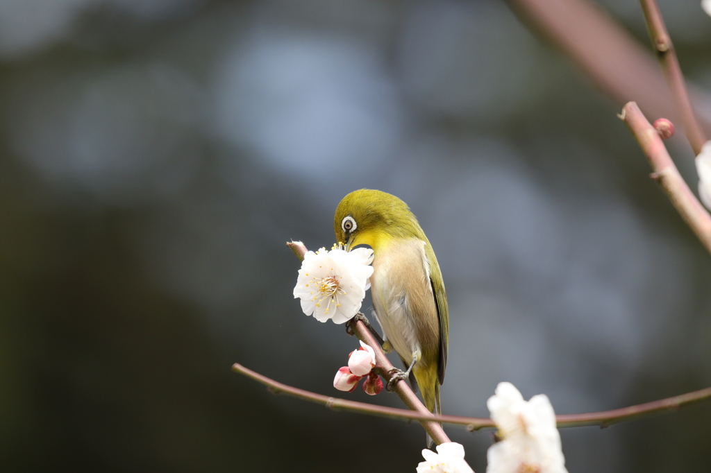 メジロ　京都府立植物園にて