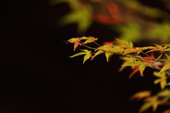 紅葉　湖東三山にて　百済寺