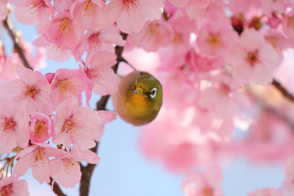 メジロと桜　長居公園にて