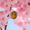 メジロと桜　長居公園にて