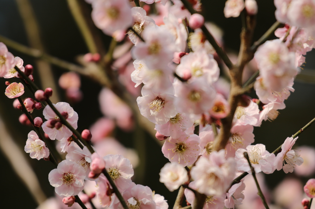 梅　京都府立植物園にて