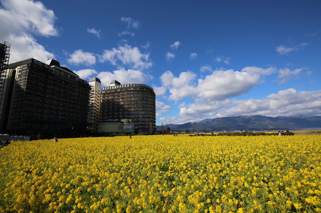 菜の花　守山なぎさ公園