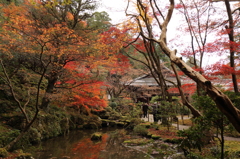 紅葉　湖東三山にて　金剛輪寺