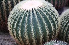 京都府立植物園にて