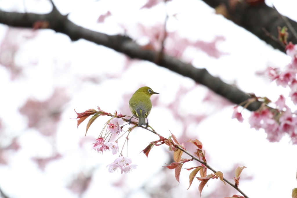 メジロと初御代桜　皇子が丘公園にて