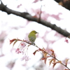 メジロと初御代桜　皇子が丘公園にて