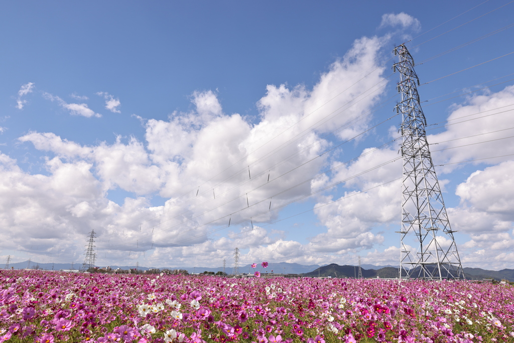 野田町　コスモス