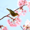 メジロと桜　長居公園にて