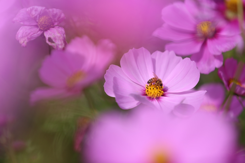 蜜蜂