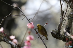 メジロ　石山寺にて