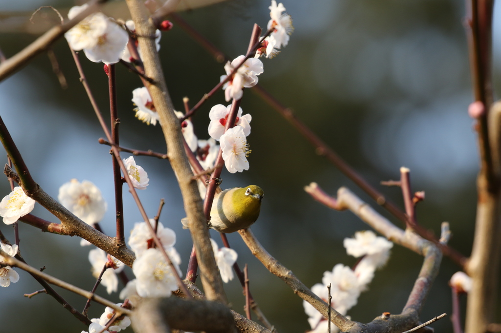 メジロ　京都府立植物園にて