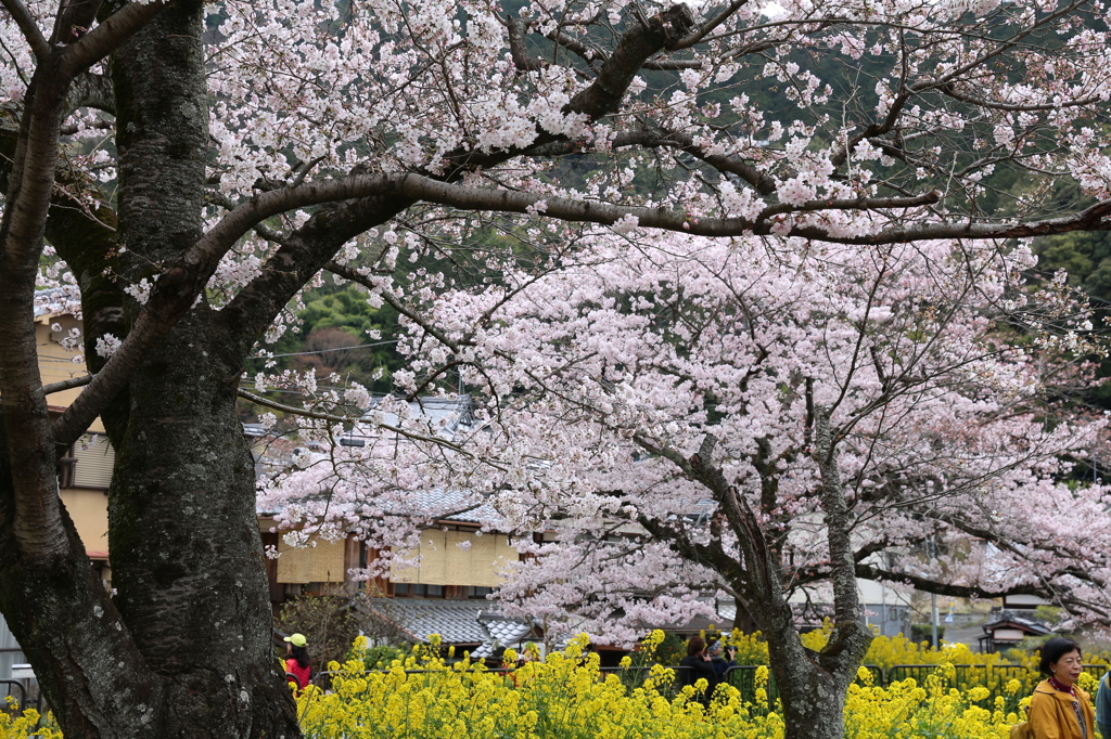 桜　山科疎水にて