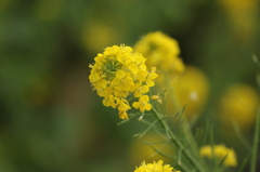 菜の花　守山なぎさ公園