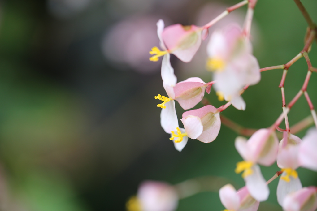 京都府立植物園にて