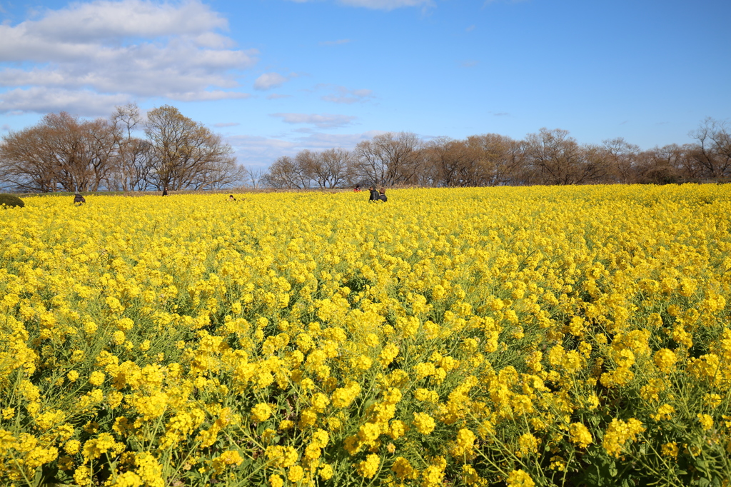 菜の花　守山なぎさ公園